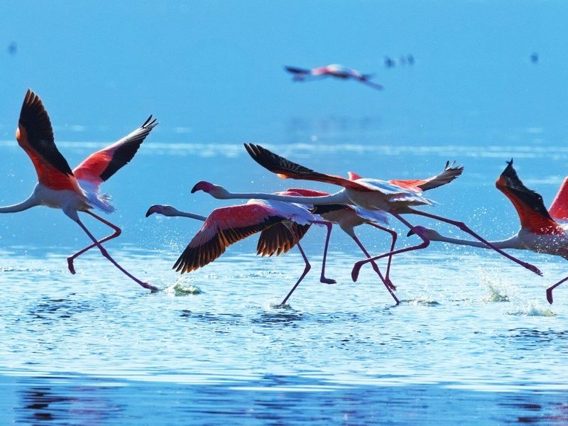 Combiné Kenya Tanzanie et Balnéaire à Zanzibar pas cher photo 3