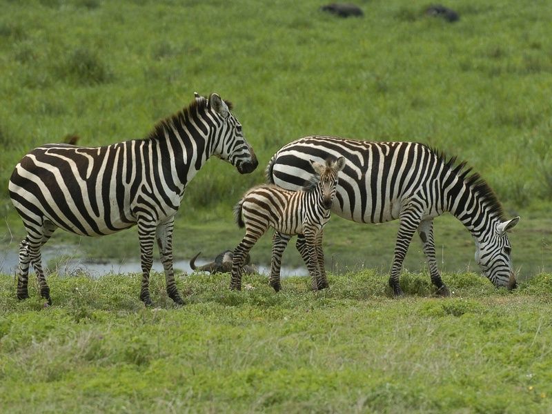 Combiné Kenya Tanzanie et Balnéaire à Zanzibar pas cher photo 8