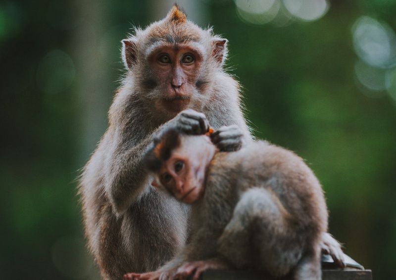 Circuit en liberté entre Bali et Gili Trawangan pas cher photo 6
