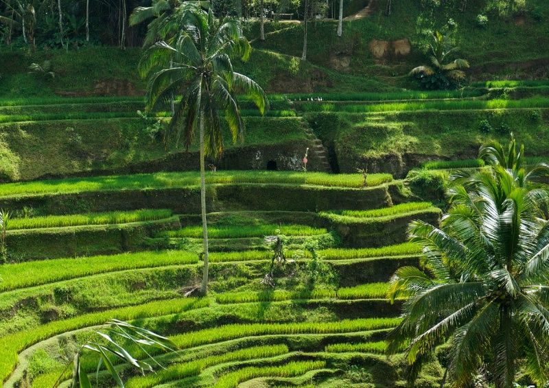 Circuit en liberté entre Bali et Gili Trawangan pas cher photo 10
