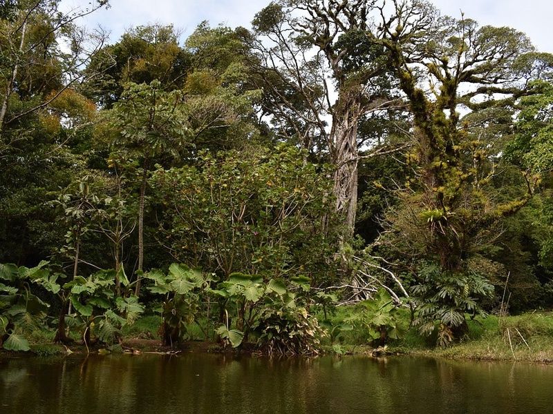 Circuit Liberté de Tortuguero aux Plages du Pacifique pas cher photo 17