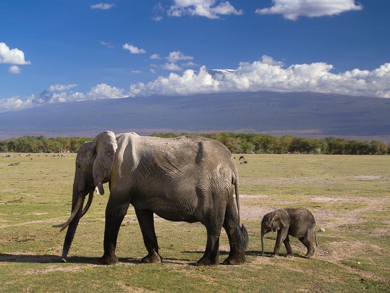 Safari Magie d'Afrique pas cher photo 1