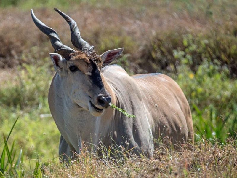 Safari Magie d'Afrique pas cher photo 4