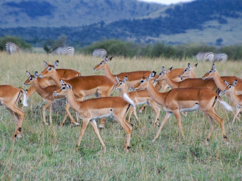 Safari Magie d'Afrique pas cher photo 6