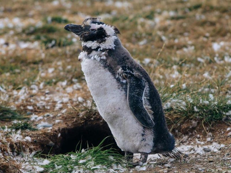 Circuit Evasion en Patagonie de l'Argentine au Chili (petit groupe) pas cher photo 8