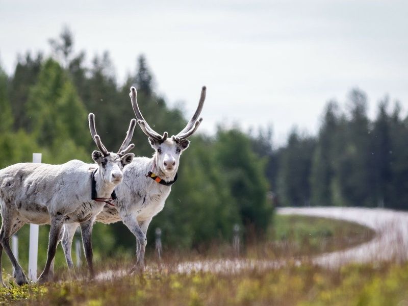 Autotour Sur la route : les 3 Laponies sous le soleil de minuit 08 jours/ 7nuits - départ les dimanc pas cher photo 2