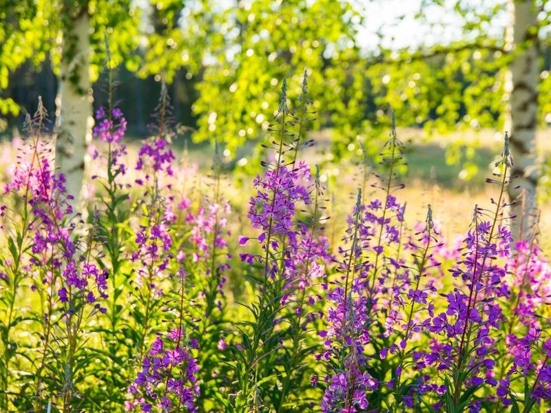 Autotour Sur la route : les 3 Laponies sous le soleil de minuit 08 jours/ 7nuits - départ les dimanc pas cher photo 5