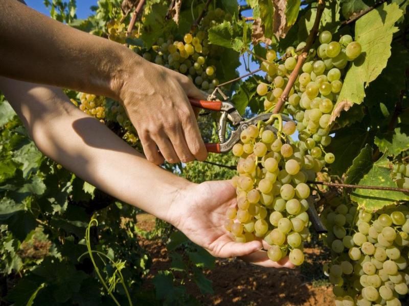 Autotour Escapades vertes en Istrie et en Slovénie 8 jours - De Pula A Pula pas cher photo 3