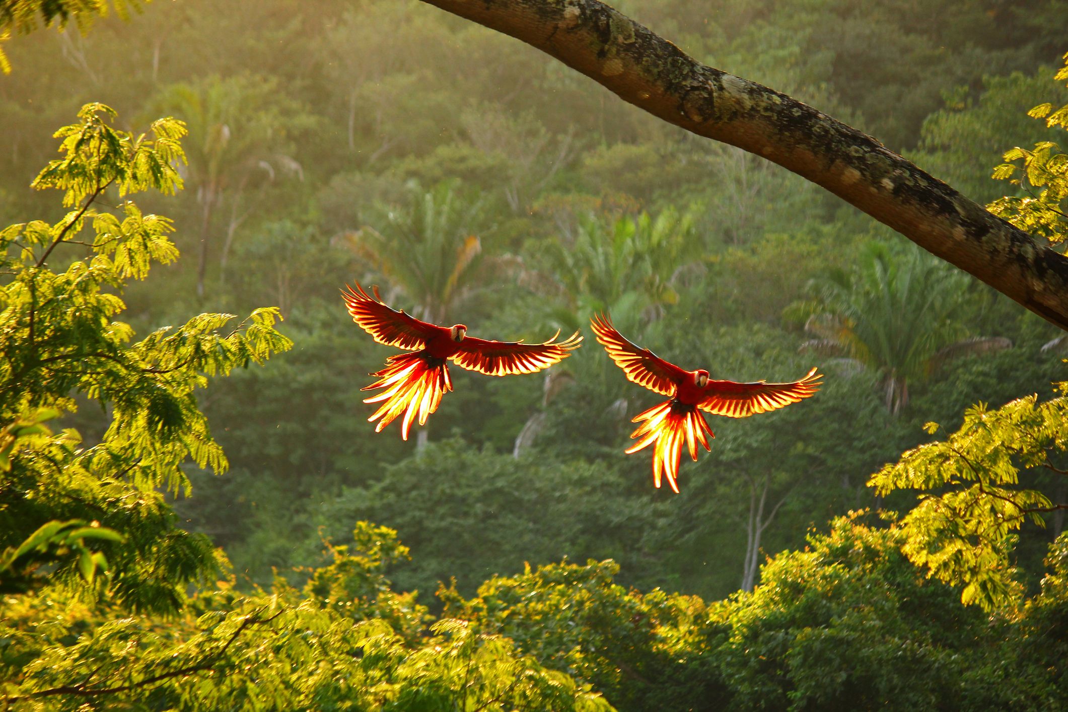 Autotour Les Splendeurs du Costa Rica pas cher photo 5