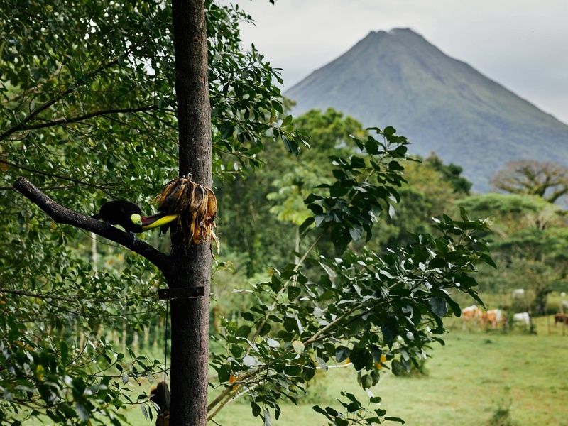 Circuit Costa Rica, terre d'émeraude et de saphir pas cher photo 7