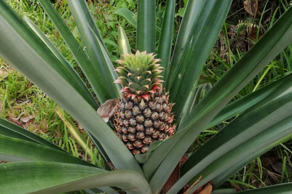 Circuit Dans le Sillage des Corsaires : De Panama à Bocas del Toro pas cher photo 27