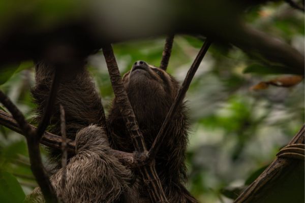 Circuit Dans le Sillage des Corsaires : De Panama à Bocas del Toro pas cher photo 40