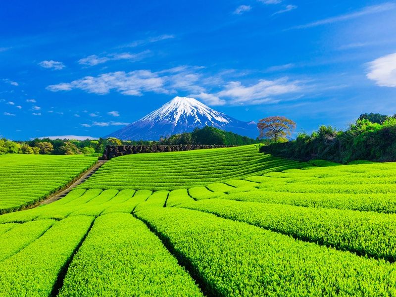 Les joyaux du Japon, de Tokyo aux Alpes japonaises pas cher photo 1