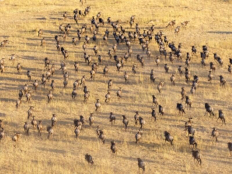 Circuit Combiné d'Amboseli au Serengeti - De Nairobi A Arusha pas cher photo 5