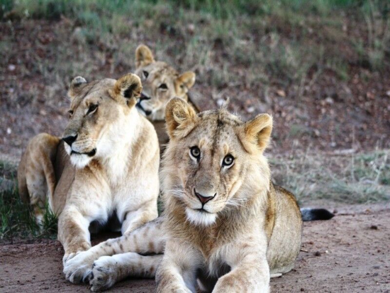 Circuit Combiné d'Amboseli au Serengeti - De Nairobi A Arusha pas cher photo 7