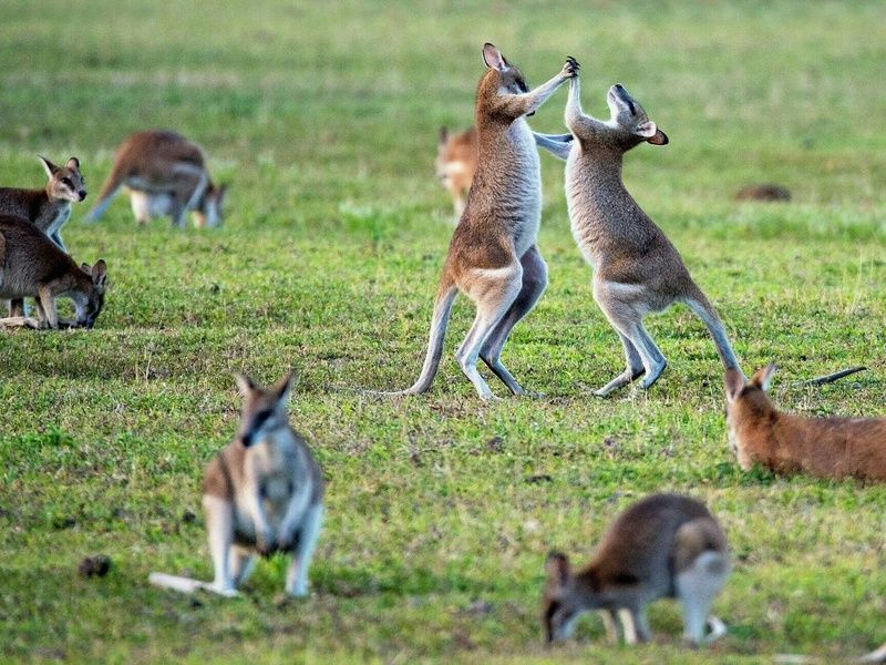 Australie & Singapour : La route des merveilles pas cher photo 6