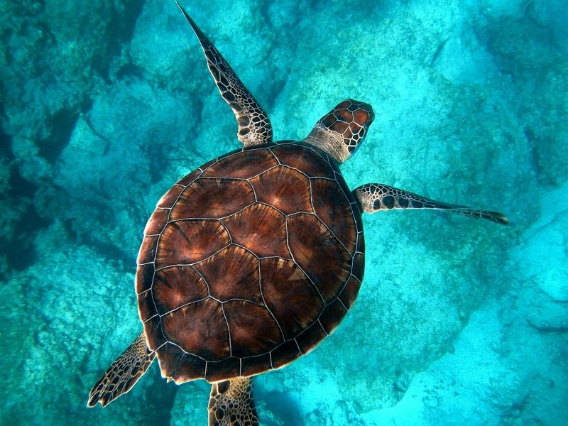 Australie & Singapour : La route des merveilles pas cher photo 16