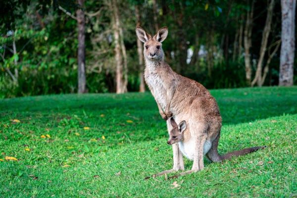 Circuit Villes et paysages grandioses d'Australie, itinéraire prolongé pas cher photo 10