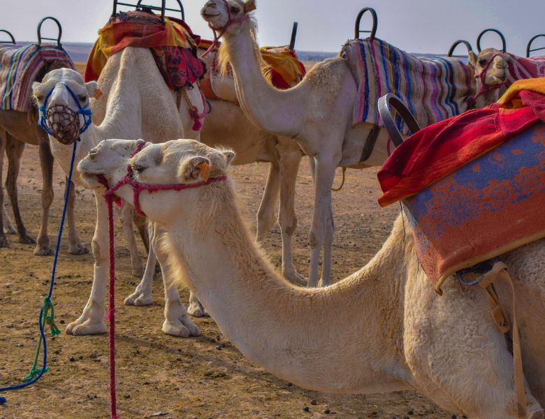 Marrakech, Désert et Mer Le Maroc en Couleurs pas cher photo 6