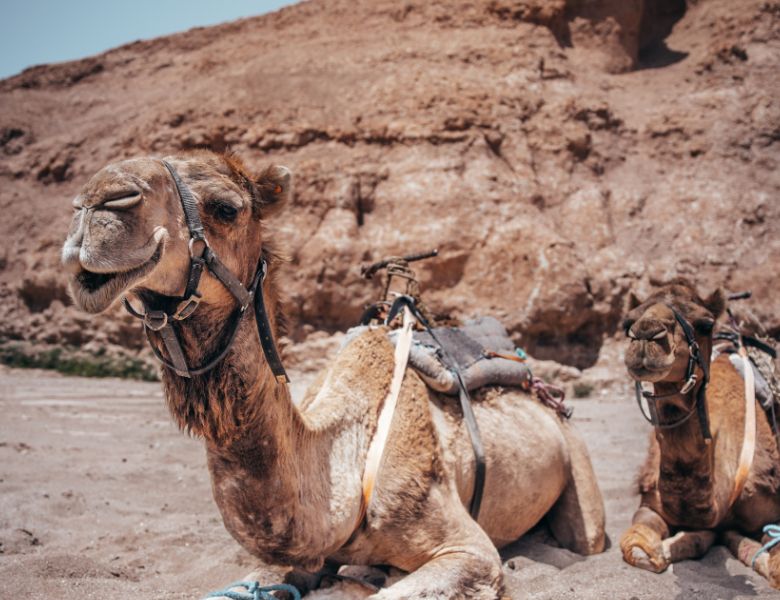 Entre Médina et Désert À la Découverte du Maroc Authentique pas cher photo 7