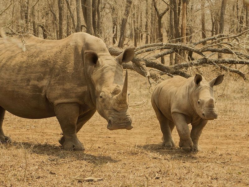 Balade sud-africaine pas cher photo 8