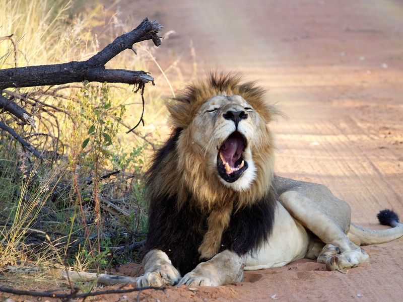 Sur la piste des Zoulous 3* avec extension réserve privée pas cher photo 1