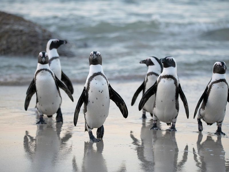 Sur la piste des Zoulous 3* avec extension réserve privée pas cher photo 5