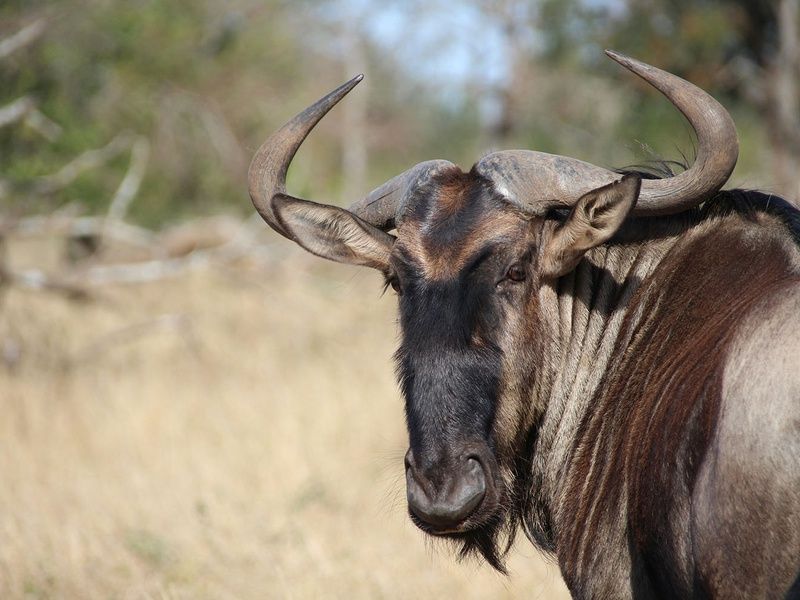 Sur la piste des Zoulous 3* avec extension réserve privée pas cher photo 7
