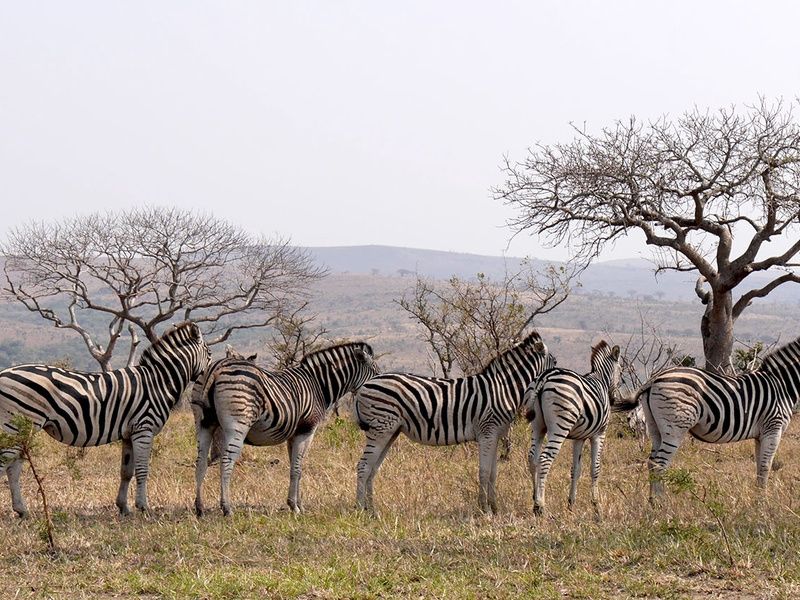 Sur la piste des Zoulous 3* avec extension réserve privée pas cher photo 8