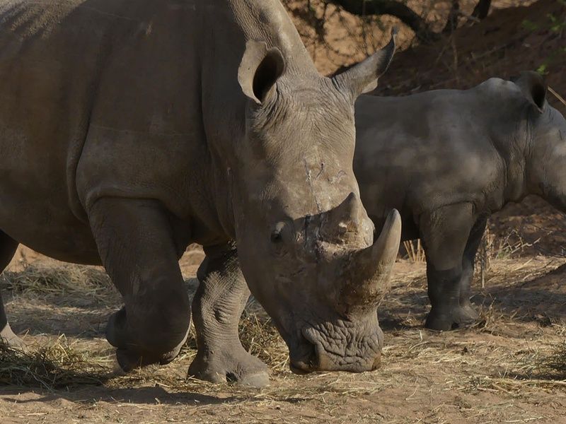 Sur la piste des Zoulous 3* avec extension réserve privée pas cher photo 16