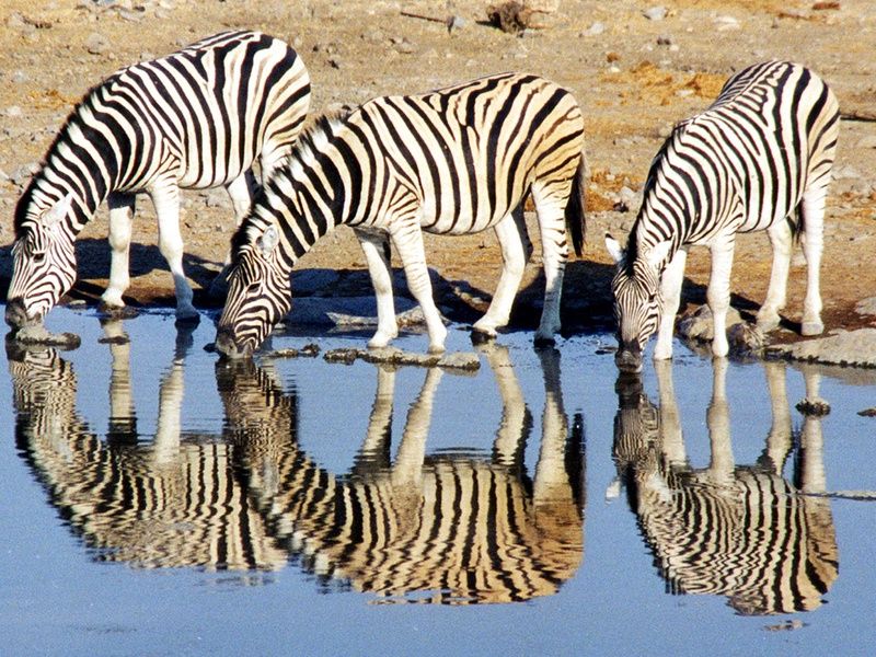 Sur la piste des Zoulous 3* avec extension réserve privée pas cher photo 17