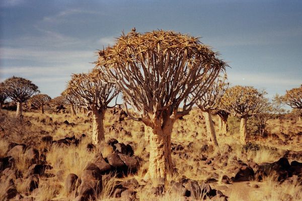 Circuit Splendeurs de Namibie et Séjour Fish River Canyon 15J/12N pas cher photo 1