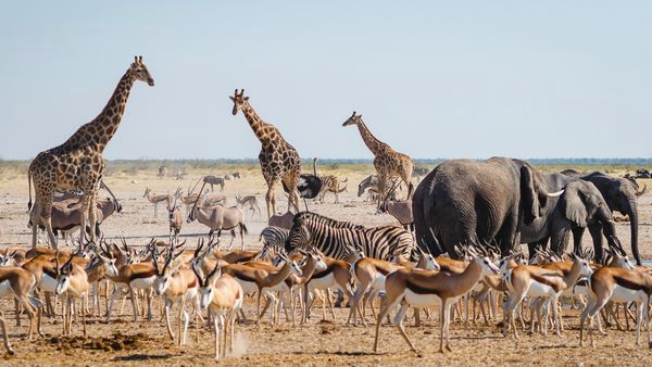 Circuit Splendeurs de Namibie et Séjour Fish River Canyon 15J/12N pas cher photo 7