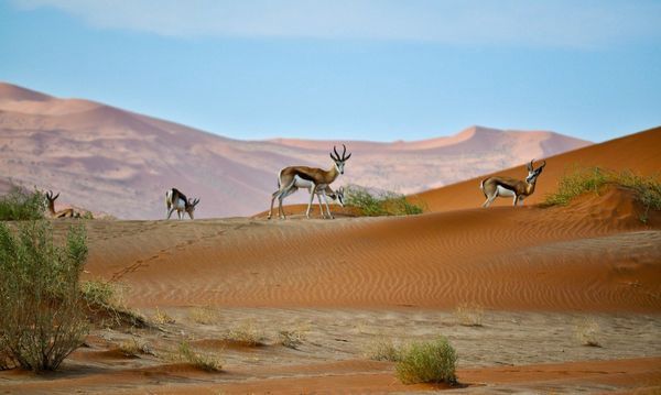 Splendeurs de Namibie et Séjour Chobe et Chutes Victoria 16J/13N pas cher photo 4