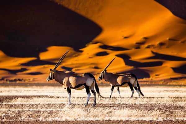 Merveilles de Namibie & Séjour Chutes Victoria 17J/14N - 2026 - Limité à 8 pers./véhicule pas cher photo 1