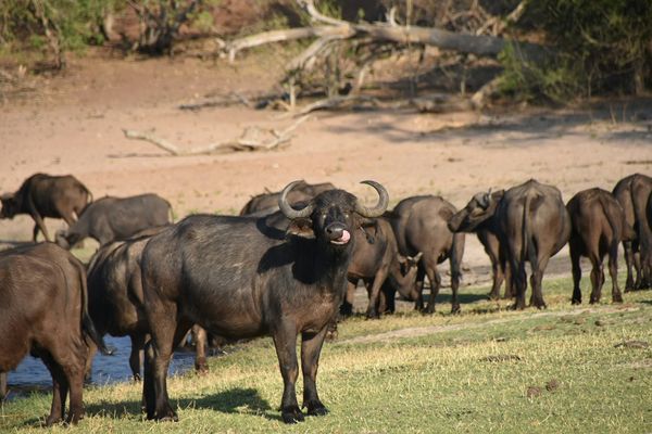 Circuit Merveilles de Namibie et Séjour Chobe et Chutes Victoria 18J/15N pas cher photo 18