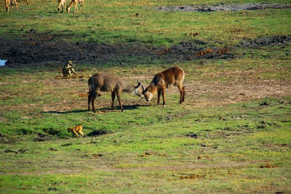 Circuit Merveilles de Namibie et Séjour Chobe et Chutes Victoria 18J/15N pas cher photo 19