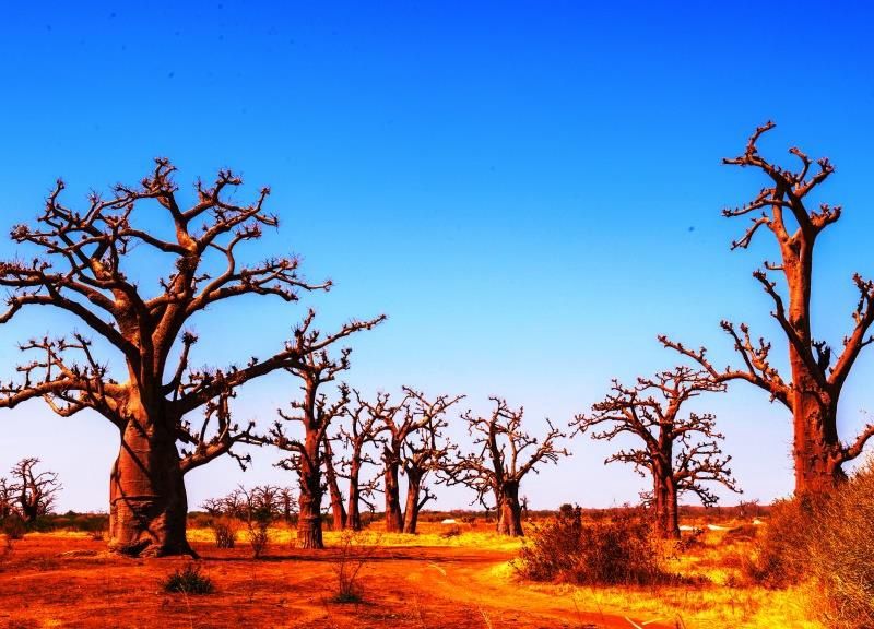 Découverte du Sénégal - 9J/7N - Départ les samedis - 2026 pas cher photo 1