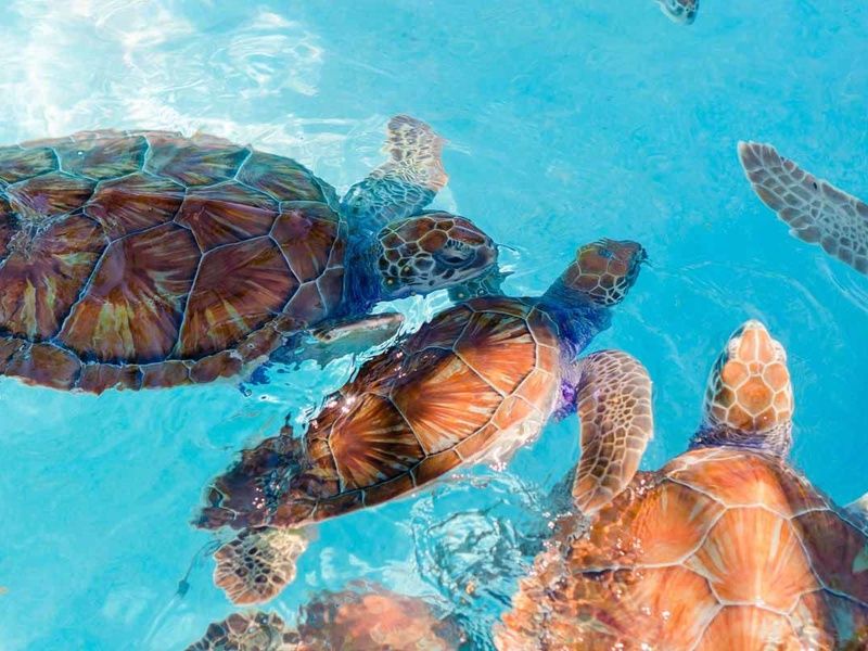 Mini decouverte du Yucatan en voiture et extension balneaire pas cher photo 9