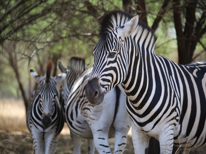 Découverte du Sénégal - De Dakar à Dakar pas cher photo 8