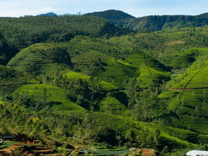 Circuit Privatif - Beautés Cachées du Sri Lanka pas cher photo 9
