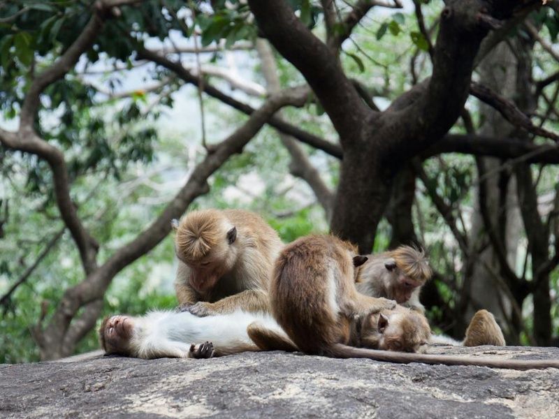Circuit Privatif - Beautés Cachées du Sri Lanka pas cher photo 20