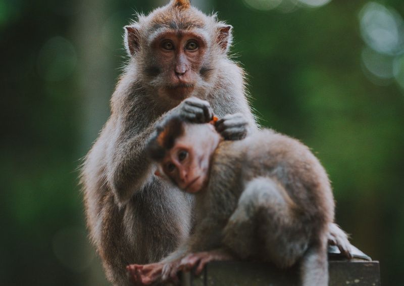 Circuit Privatif - Echappée Balinaise pas cher photo 5