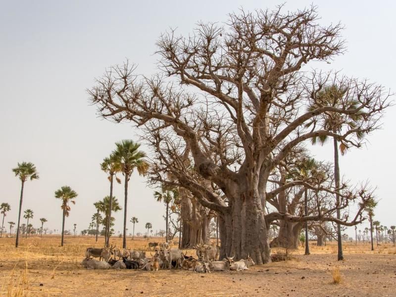 Casamance, des Iles et des Hommes - De Dakar à Dakar pas cher photo 1
