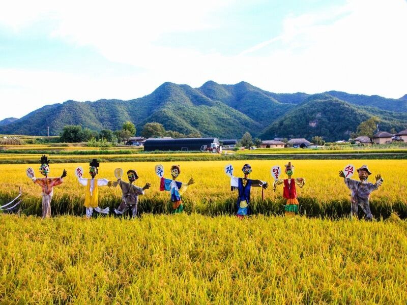 Circuit Privé De Séoul à Jeju, essence de la Corée pas cher photo 4