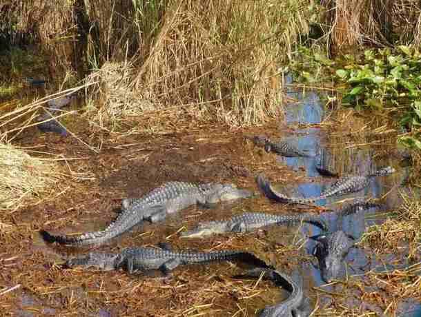 La Floride authentique pas cher photo 2