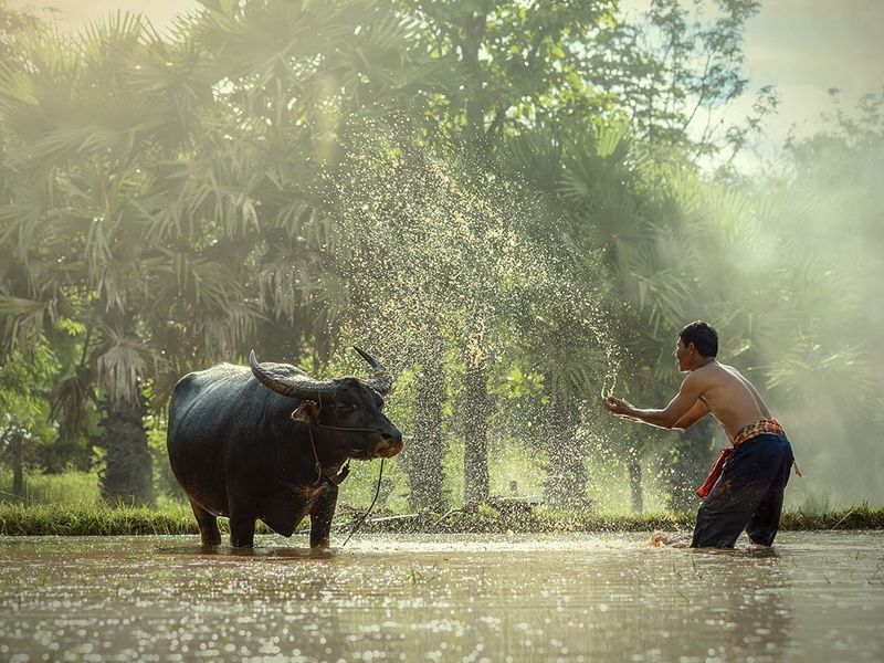 Circuit Ancestral Cambodge pas cher photo 14