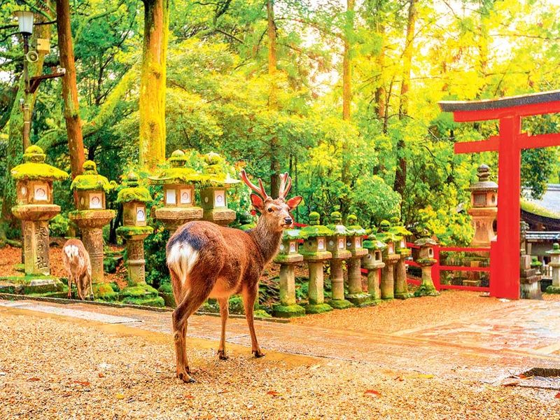 Circuit Japon Tokaïdo pas cher photo 7