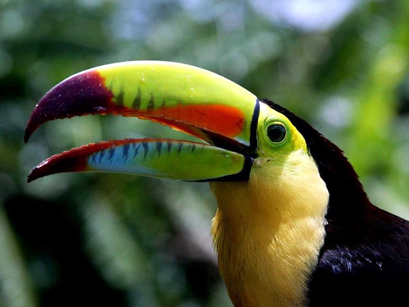 Circuit sur un air de samba pas cher photo 11