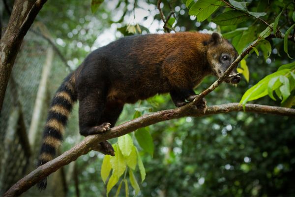 Circuit Equateur Authentique pas cher photo 12